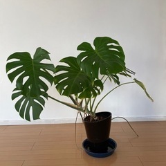 【無料0円】モンステラー差し上げます。生活雑貨 家庭用品 ガーデニングの画像
