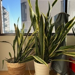 【無料0円】サンスベリア差し上げます。生活雑貨 家庭用品 ガーデニングの画像