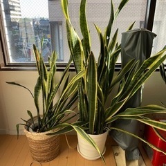 【無料0円】サンスベリア差し上げます。生活雑貨 家庭用品 ガーデニングの画像