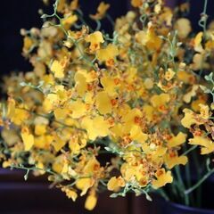 ホリゾンタルのセンターピースの画像