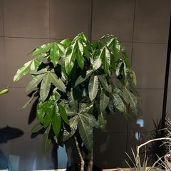 実生パキラ　