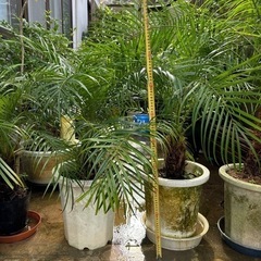 フェニックス（シンノウヤシ）の画像