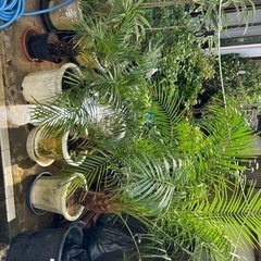 フェニックス（シンノウヤシ）の画像