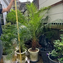 フェニックス（シンノウヤシ）の画像