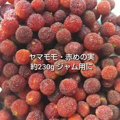 ヤマモモ ジャム用 熟していない赤い実のみ 約230g