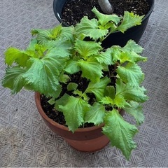 大葉🌱7株ほど