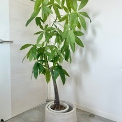 観葉植物　パキラ　鉢カバー付き