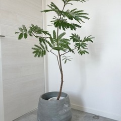 観葉植物　エバーフレッシュ　鉢カバー付き