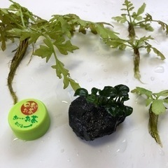 水草セット(1名限定)