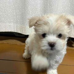 ポメペキ　小さくてやさしい子犬　２か月