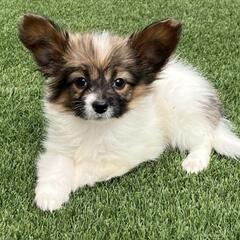 パピヨン　小さくてやさしい子犬　２か月