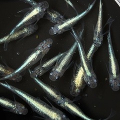 夢中メダカ様直系　サファイアR 　