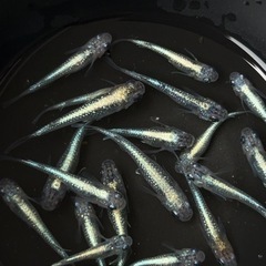 夢中メダカ様直系　サファイアR 　の画像