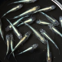 夢中メダカ様直系　サファイアR 　の画像