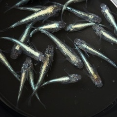 夢中メダカ様直系　サファイアR 　の画像