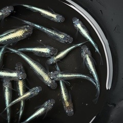 夢中メダカ様直系　サファイアR 　の画像