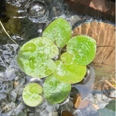在来種　トチカガミ、マツモ他水草セット
