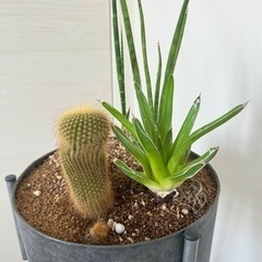 観葉植物　多肉　寄せ植えの画像