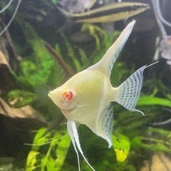 熱帯魚（シクリッド）　色々セール　大阪市中央区　酸素入れ〼
