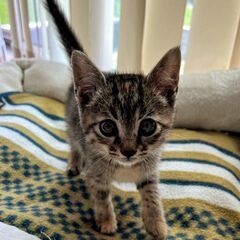 生後1ヶ月おとちゃん里親募集