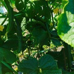 【100円】無農薬とれたて野菜お好み組み合わせの画像