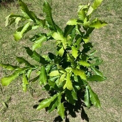 クヌギ、どんぐり　苗木　