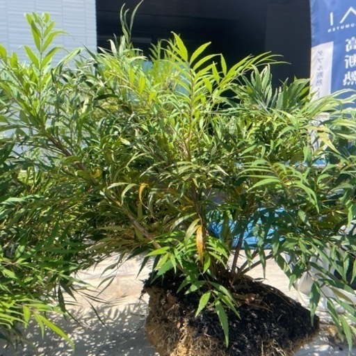 マホニアコンフューサ