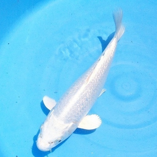 錦鯉　プラチナ