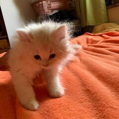 仔猫の里親募集