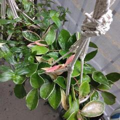 観葉植物　サクラランカルノーサの画像