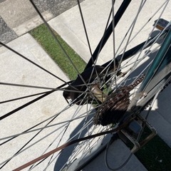 自転車 クロスバイクの画像