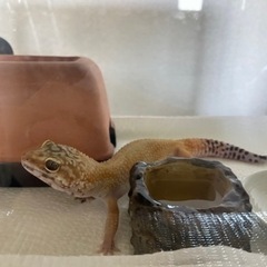 3歳レオパ