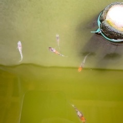 我流めだか様血統　三色（メダカ）　ペア