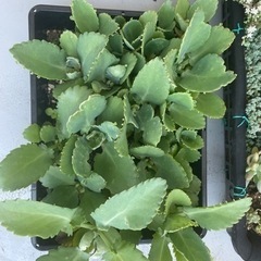 【無料】子宝草(マザーリーフ)さしあげますの画像