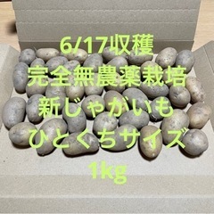 東大阪より採れたて新鮮 新じゃがいも ひとくちサイズ 1kg 無...