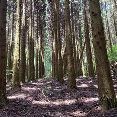 【成約済】山林物件187　福岡県田川市位登