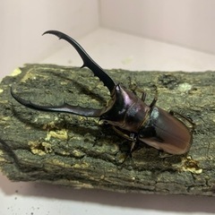 メタリフェルホソアカクワガタ幼虫