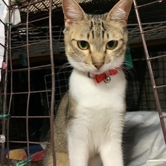 11か月になるももちゃん、全く人見知りしないです。2か月のシャム...