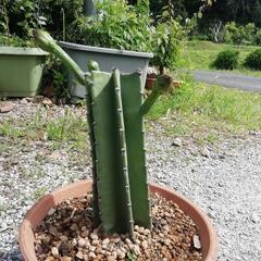 柱サボテン🌵