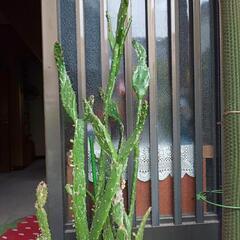 💦値下*タンシウチワとタイホウリュウの画像