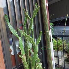 💦値下*タンシウチワとタイホウリュウの画像