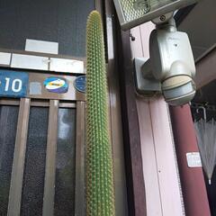 💦値下*タンシウチワとタイホウリュウの画像