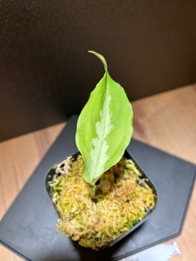 アグラオネマピクタム各種！！