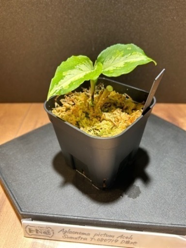 アグラオネマピクタム各種！！