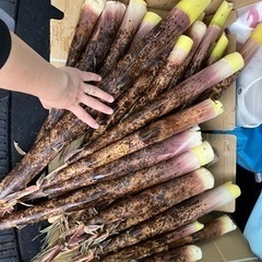取引き中　たけのこ　真竹　④ 