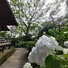 🎐青空リーディング&無料・ひめ占いモニターさん募集🎐 - 手伝って/助けて