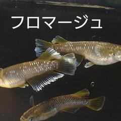 〆完売　メダカ販売 若魚サイズ