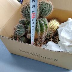 　ロビ親株子付き　入荷済1点　花は掲載中画像にて確認下さいの画像