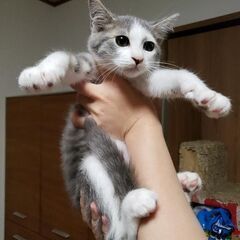 お家決まりました。甘えん坊 風太  目力有りハンサム　サバ白 ハ...