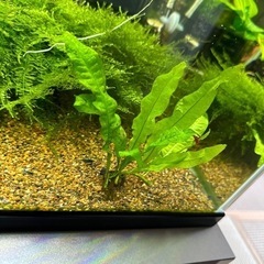 ブセ、ミクロソリュウム，モス